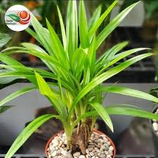 Pandan